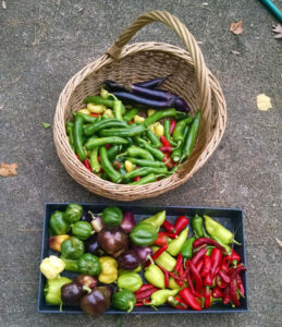 Winter for the Tomato Grower, Part 1: Your-End-of-Season Questions Answered Image